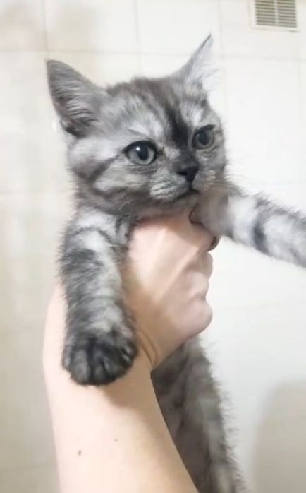 Котята девочки по 20-25 тыс