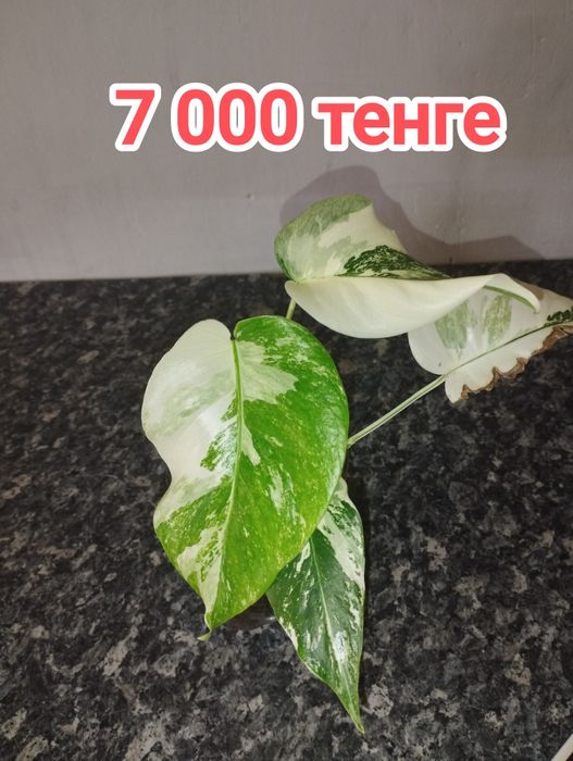 Монстера Альба черенки