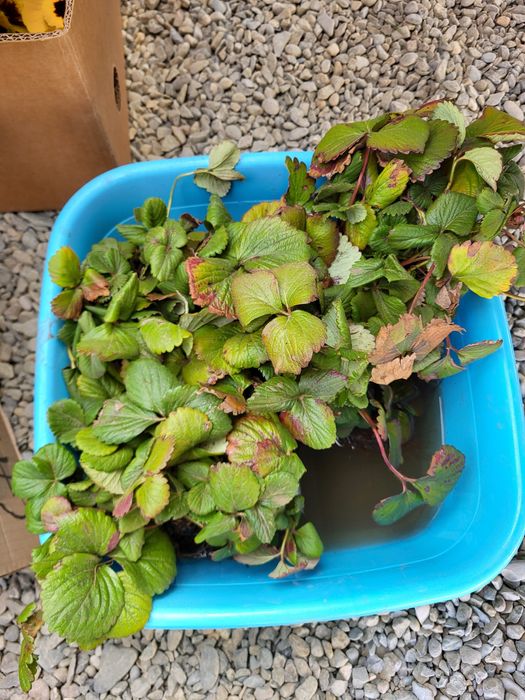 Stoloni căpșuni, soi Albion