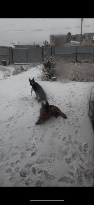 Щенок немецкой Овчарки