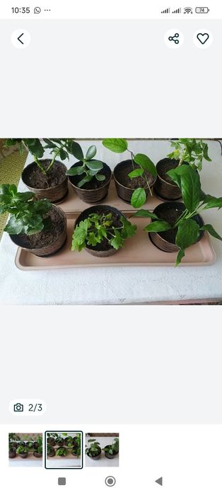 Продам комнатные цветы