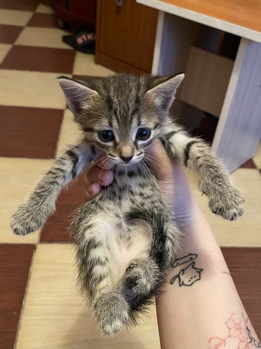 отдам котят в добрые руки