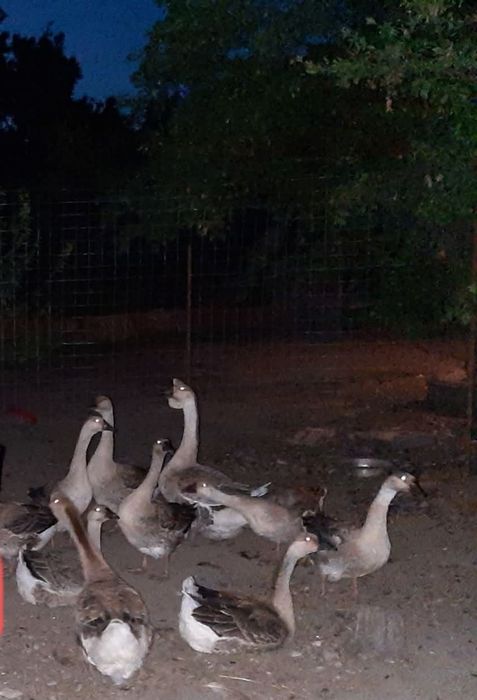Familie gâște chinezești