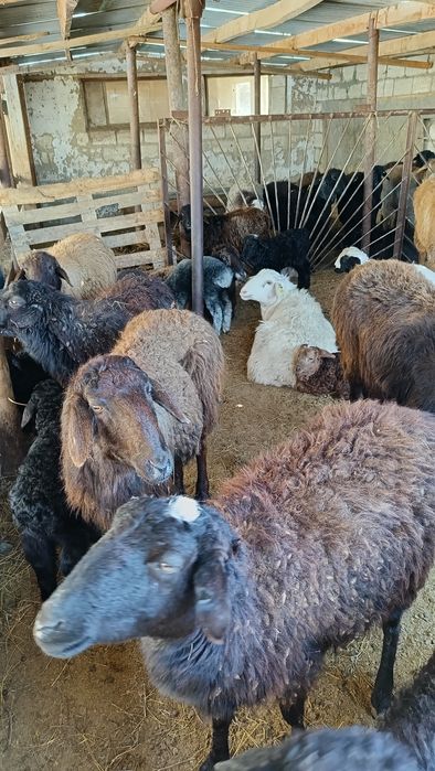 Қозылы қойлар сатылады.