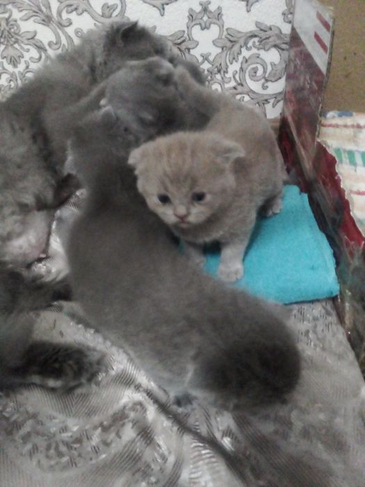 Катяти шотландские веслоуха фолд.