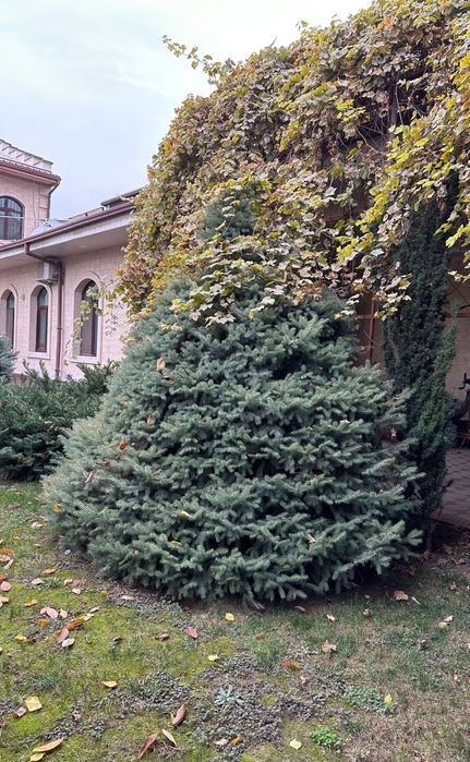 Ель голубая Елка