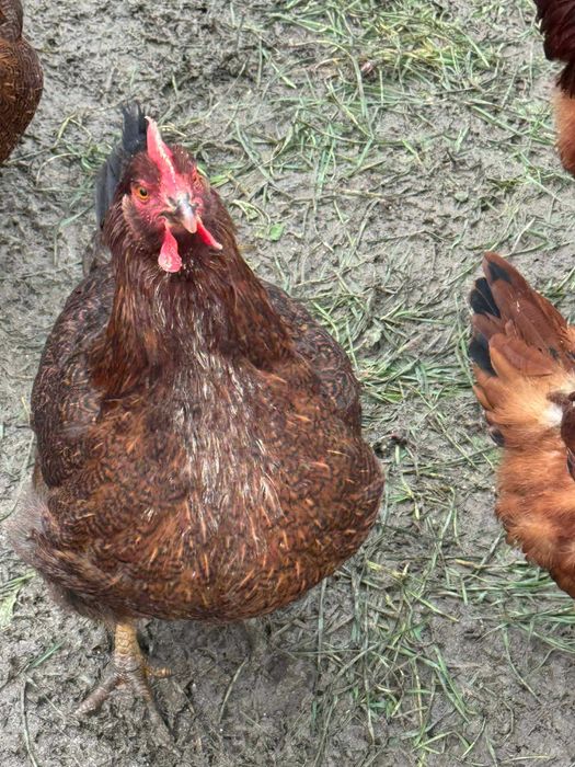 Катунски Кокошки