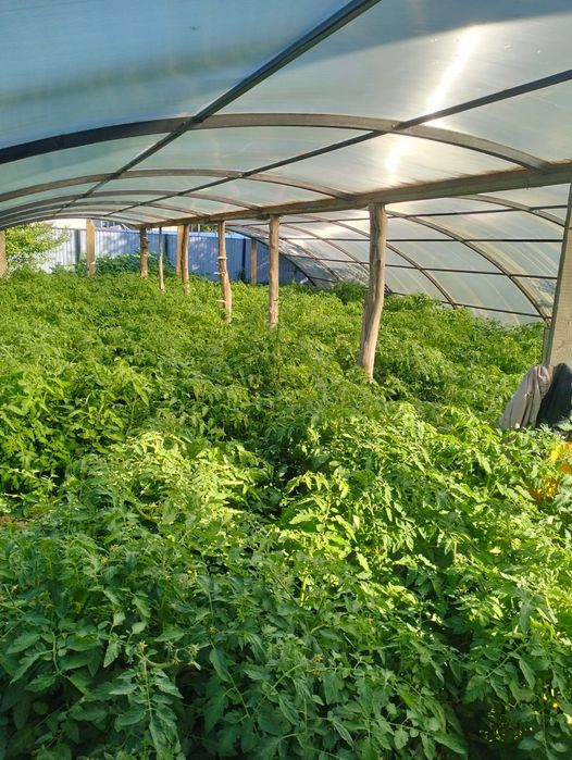 Продам быстро сборный теплицу