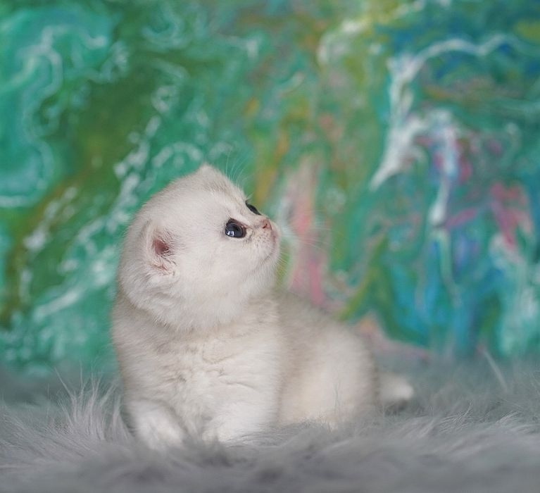 Британский котёнок