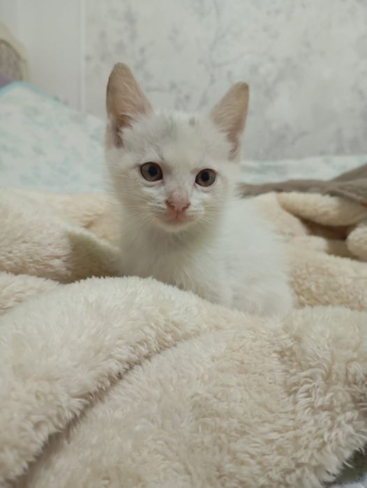 Котенок бесплатно