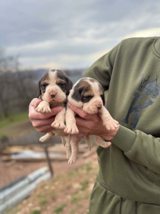 Vând fetite beagle