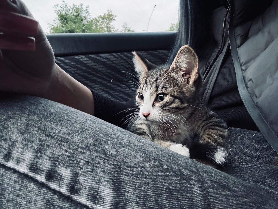 Котенок мальчик очень ласковый