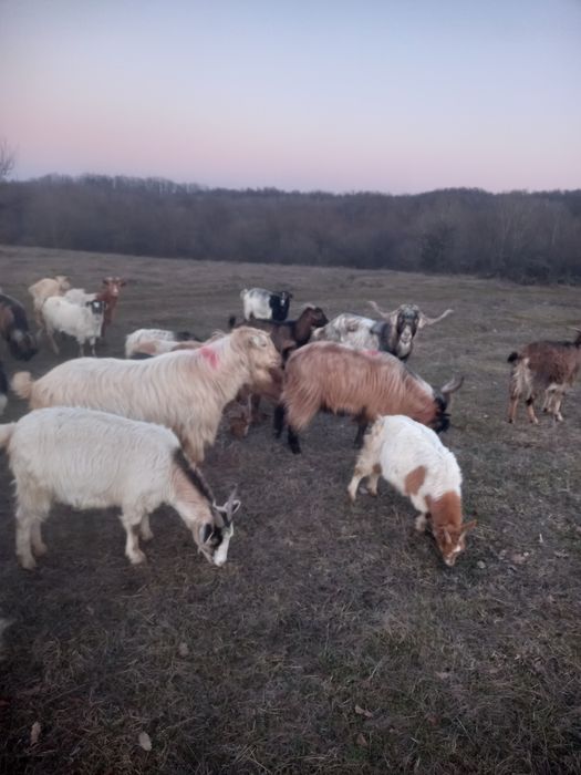 Vând iezi și țapi