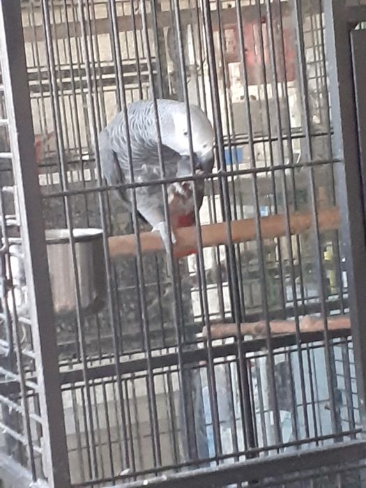 Продавам голяма клетка