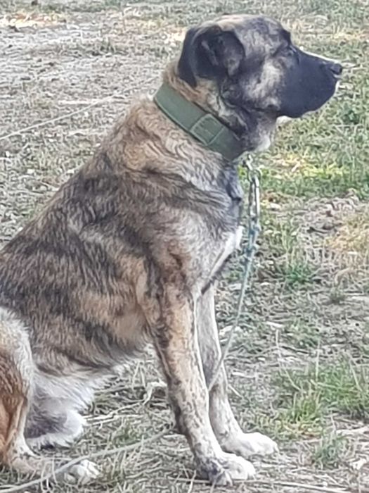 GRATIS Caine curte de talie mare foarte prietenos, caine de companie