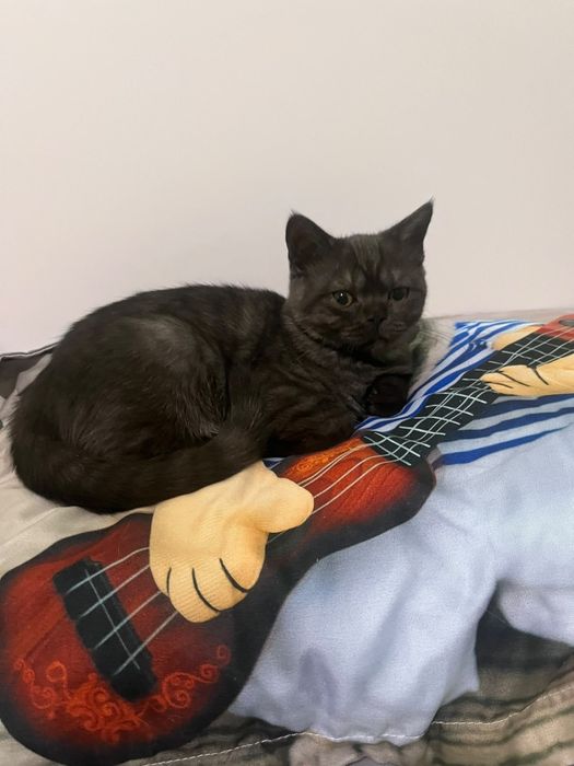 British shorthair