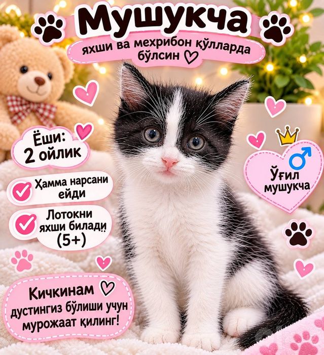Отдам котенка мальчик