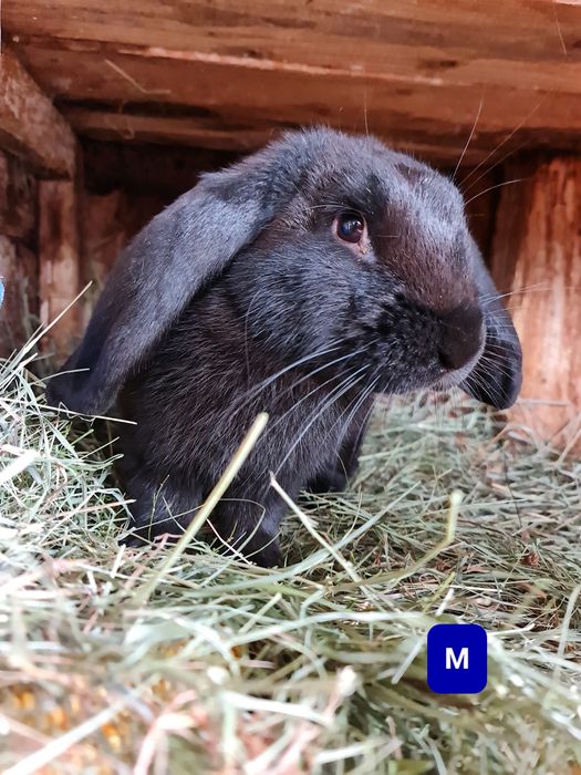 Vând iepuri.      .