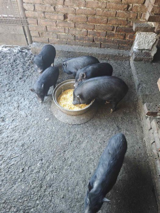 Виетнамски прасенца