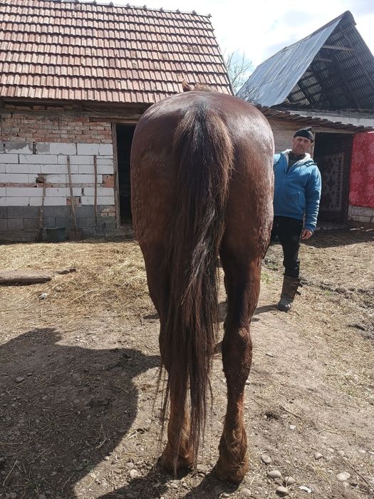 Cal de vânzare de 8 ani