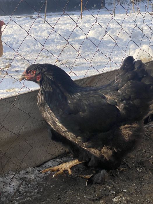 Продам курей брам