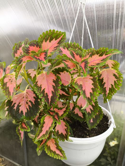 Продам колеусы комнатные