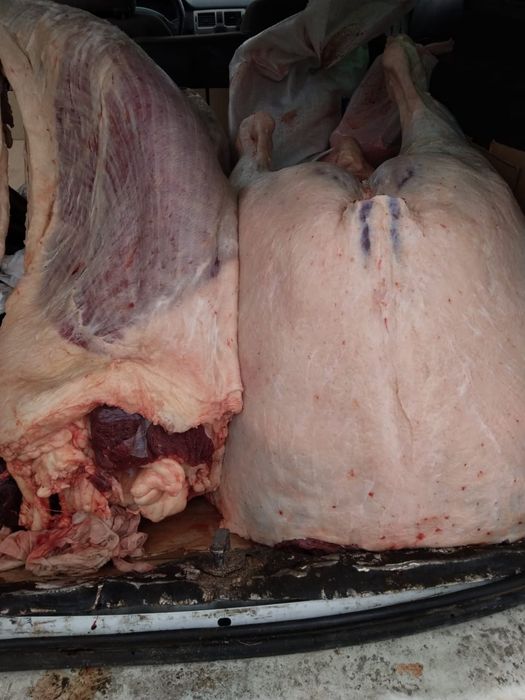 Касапшы касапшы.