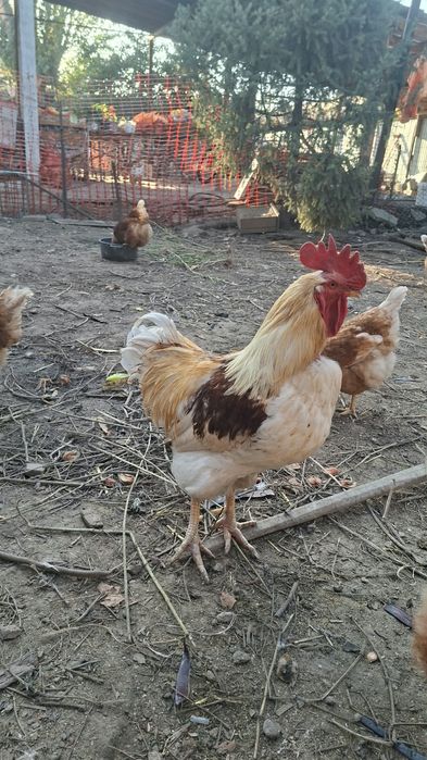 продам петуха ломан браун