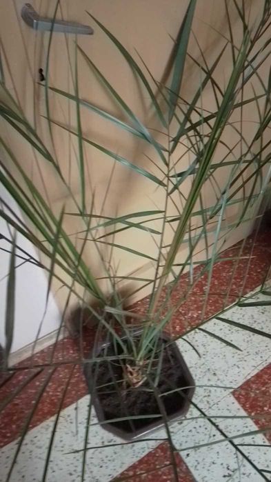 Цветя - Бенджамин