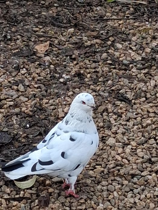 Porumbei kingosatinet