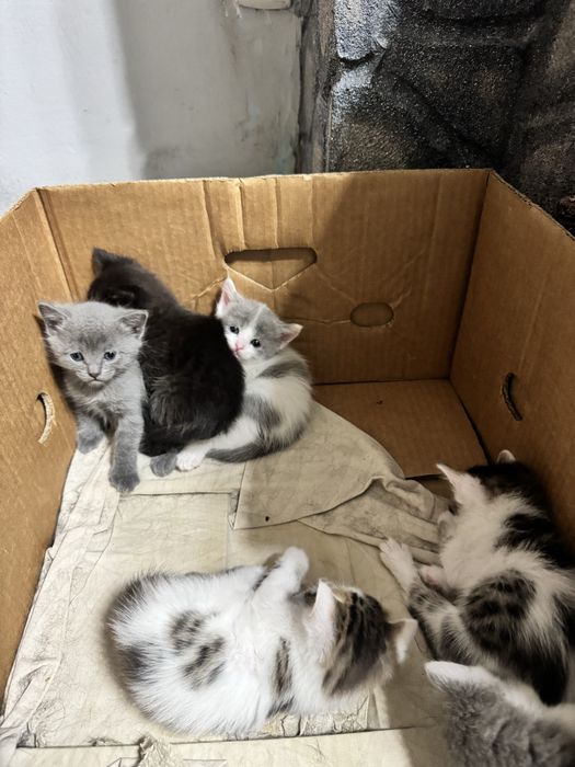 Отдам котят в добрые руки