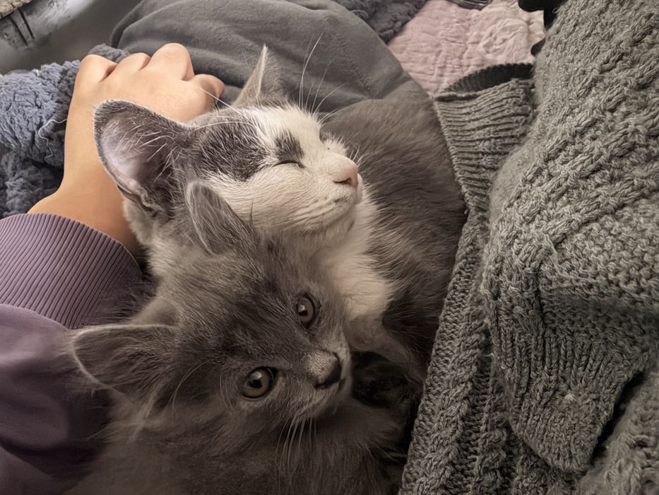 Котенок в добрые руки