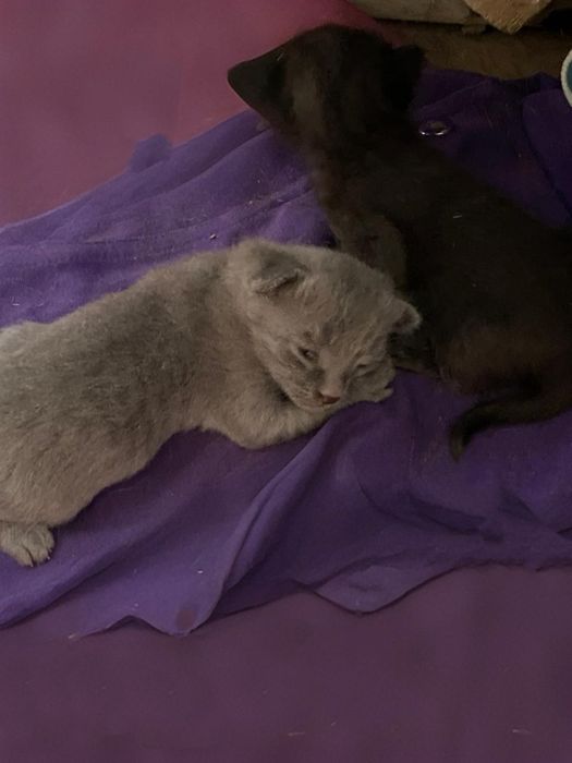 отдаю в добрые руки