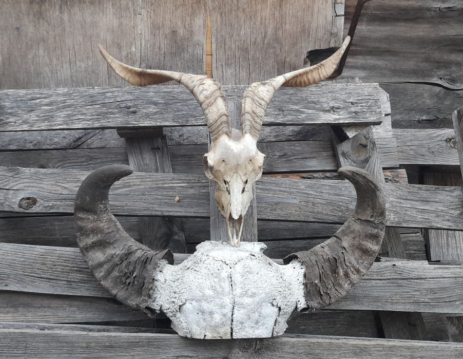 Трофей, рога !!!