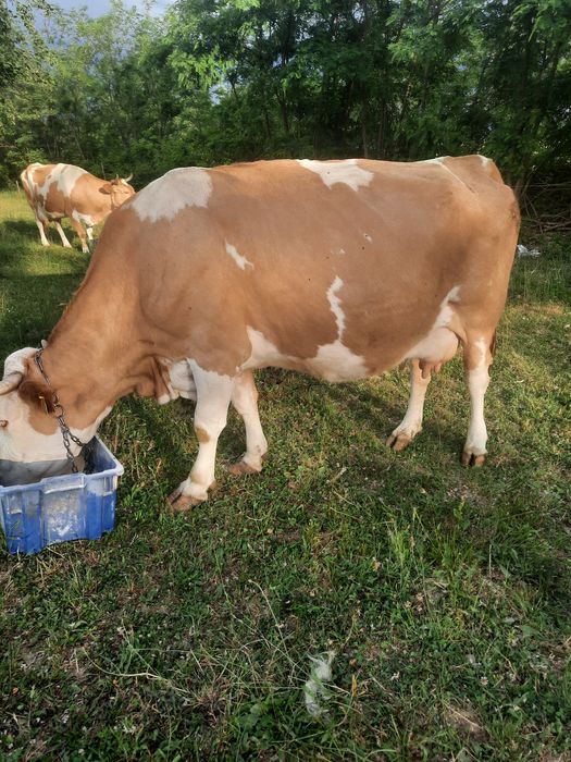 Vaca de vanzare baltata