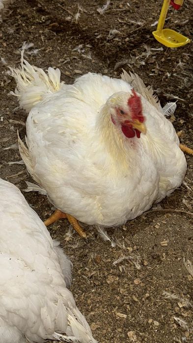 Бройлер мясо, Бройлер еті