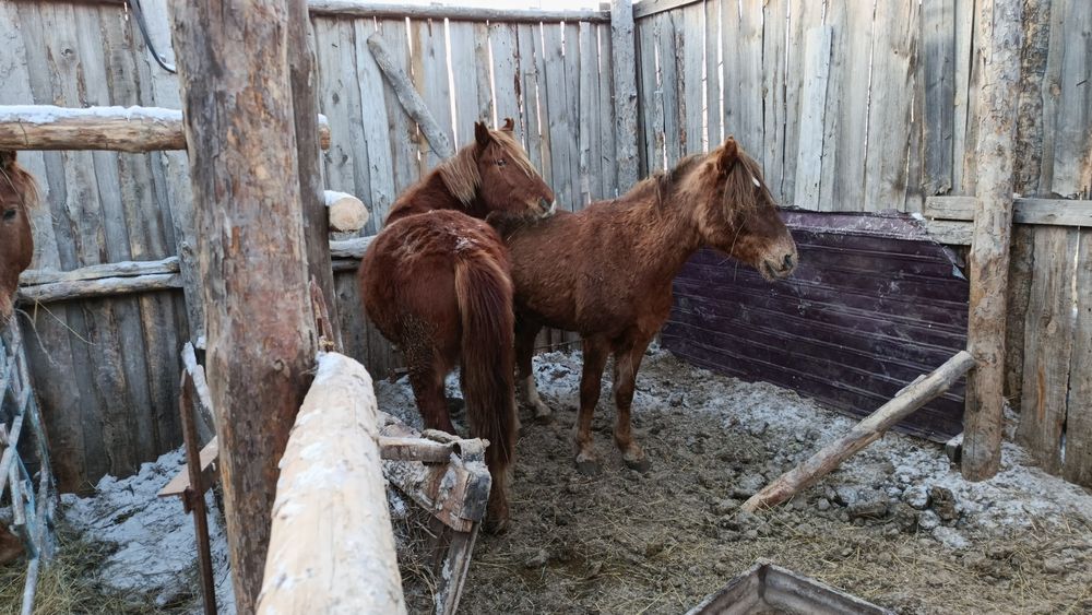 Продам два баитал