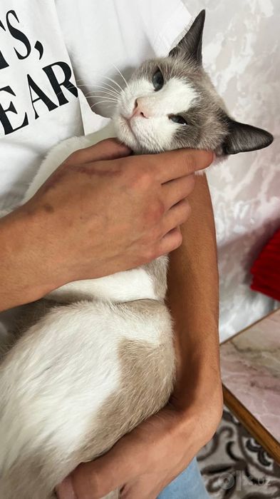 Snowshoe mushuk 1yarim yosh ogil bola