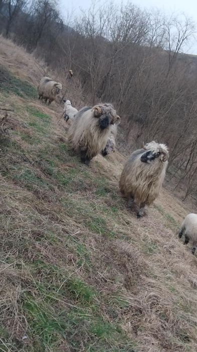 Se vând 2 berbecii Bucălăi