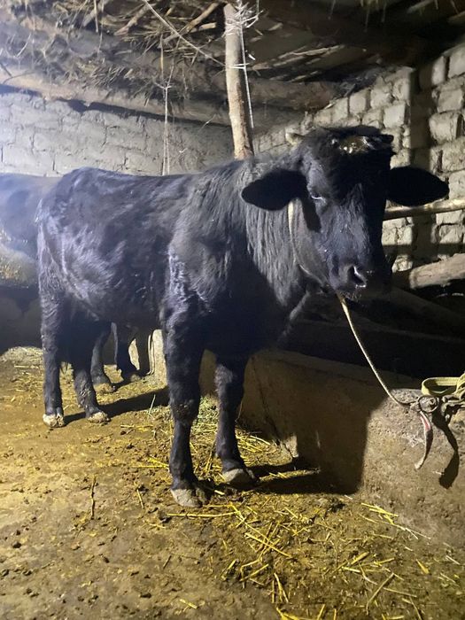 Angus va mesni mollar sotiladi