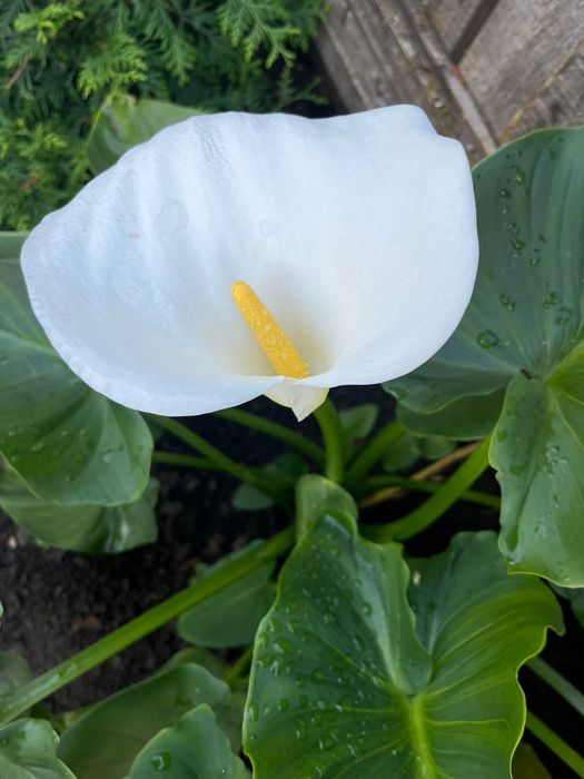 Продам  саженцы цветка каллы