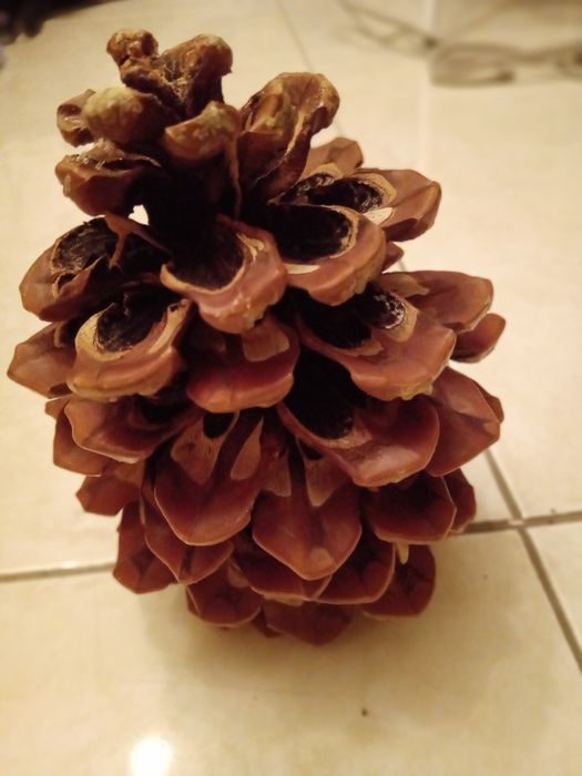 конци,макари цветове 2лв,голяма шишарка