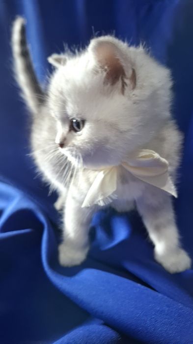 Котята от правильной вязки шиншилла