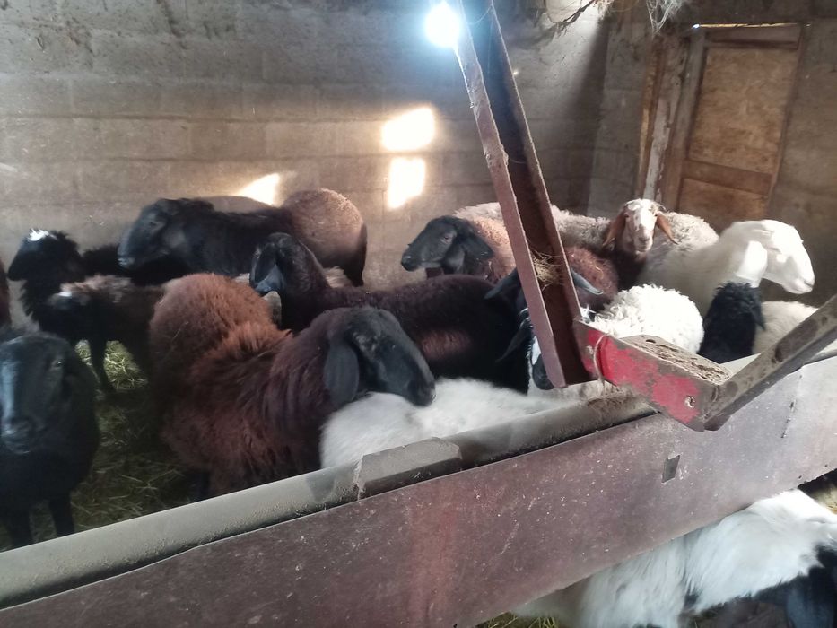 Қой бараны тоқты