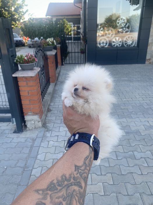 Померан мини