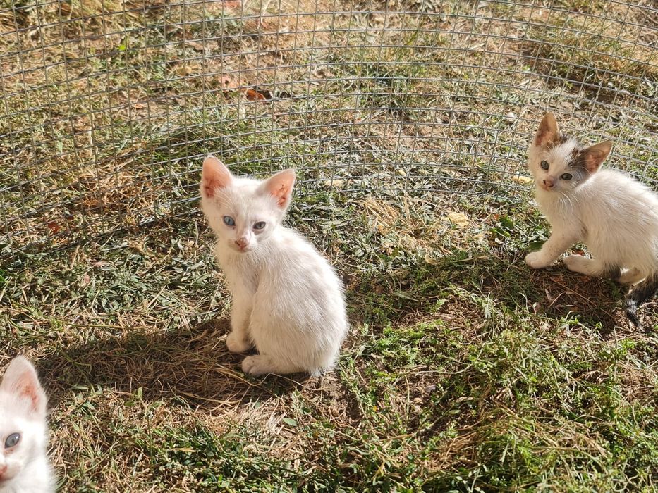 Donez/ofer spre adopție  pui de pisica