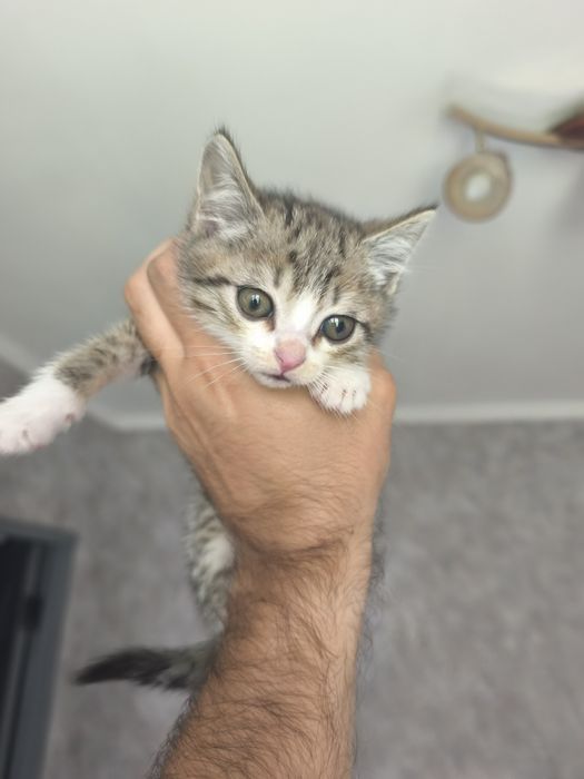 Отдаем котят в добрые руки