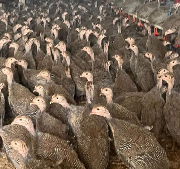 Pui rasa mixta,alb de carne,rate,bibilici,curcani,gaini(transport )