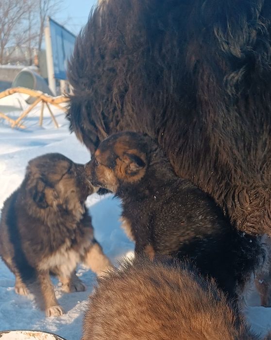 Щенки бесплатно в Костанае