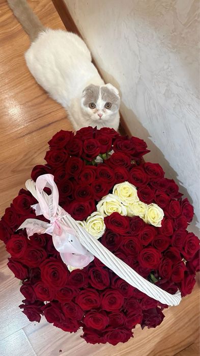 Отдам кота 1 годик беспл